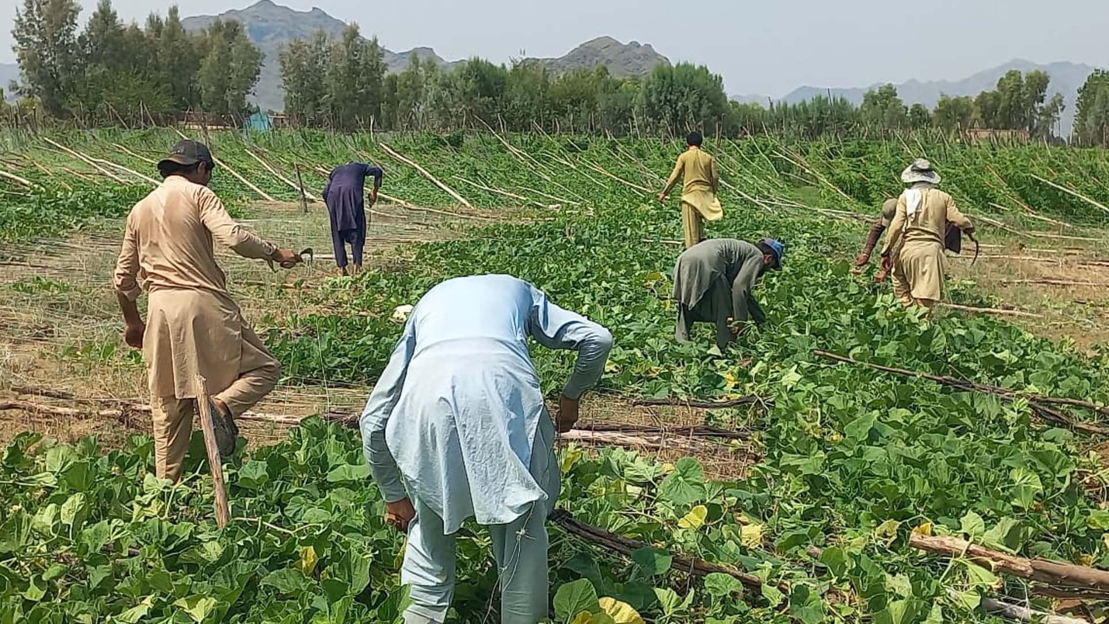 طوفان سے پنڈیالی ڈاگ تمانزئی میں 25 ایکڑ ورٹیکل فارمنگ تباہ، کروڑوں روپے کا نقصان
